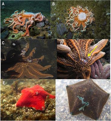 Perspective: Something Old, Something New? Review of Wasting and Other Mortality in Asteroidea (Echinodermata)